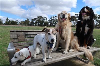 dog sitting services Melbourne